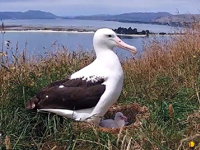 Гнездо королевского альбатроса